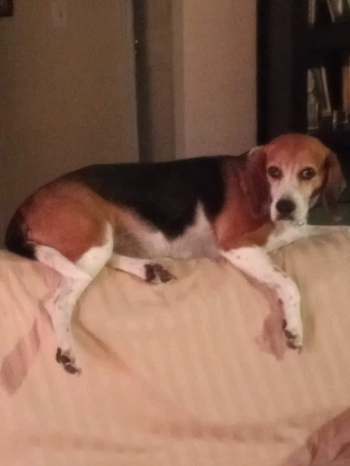 Lost dog in Titusville, FL, 32780