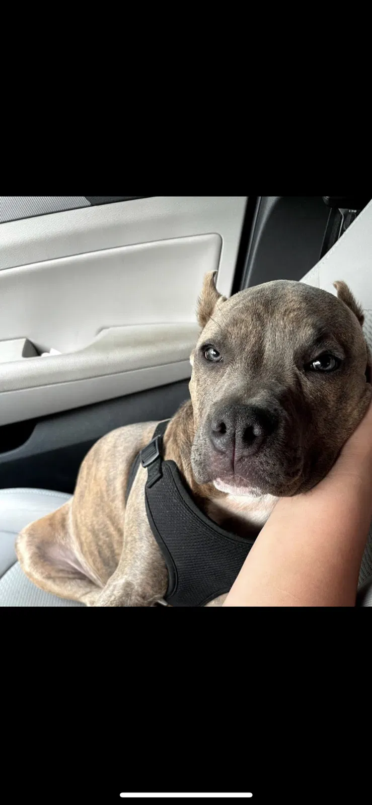 Lost dog in San Bernardino, CA, 92410