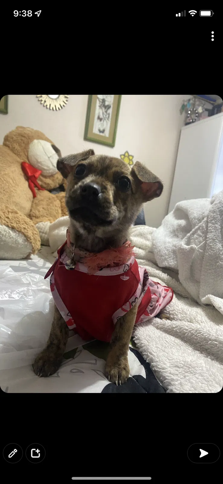 Lost dog in Athens, TX, 75751