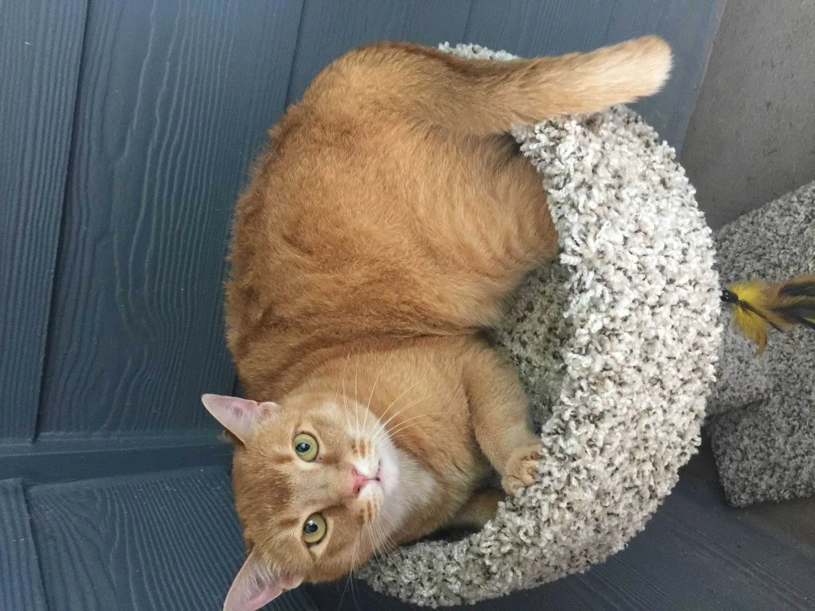 Lost cat in Quinlan, TX, 75474