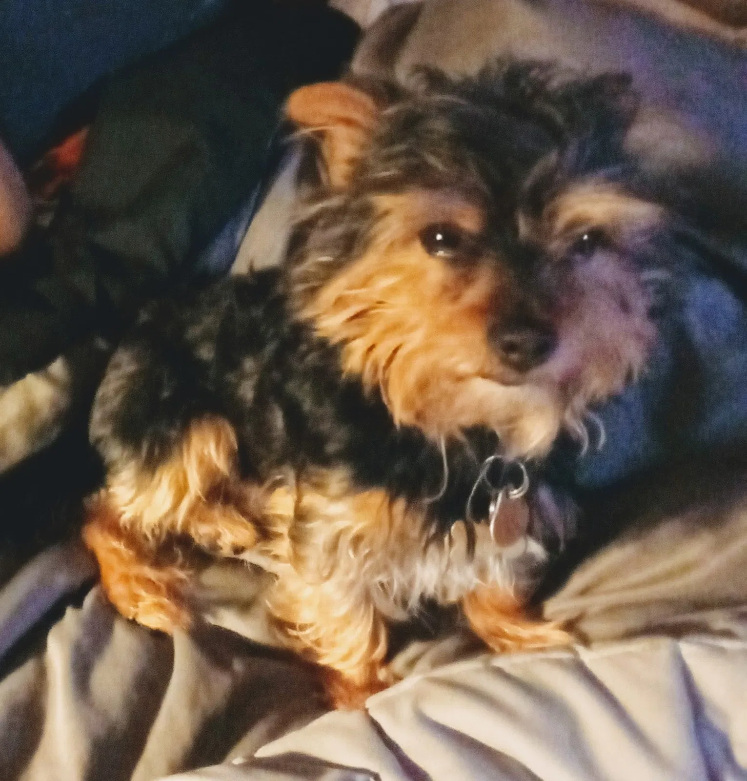 Lost dog in Richmond, CA, 94801