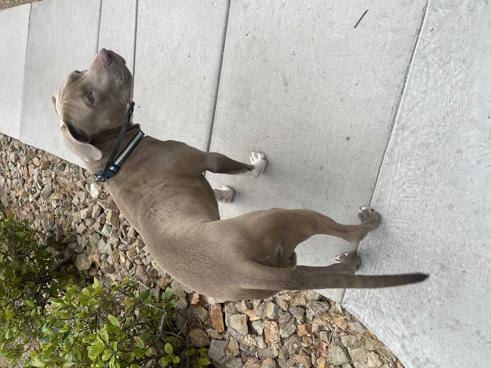Lost dog in Las Vegas, NV, 89118