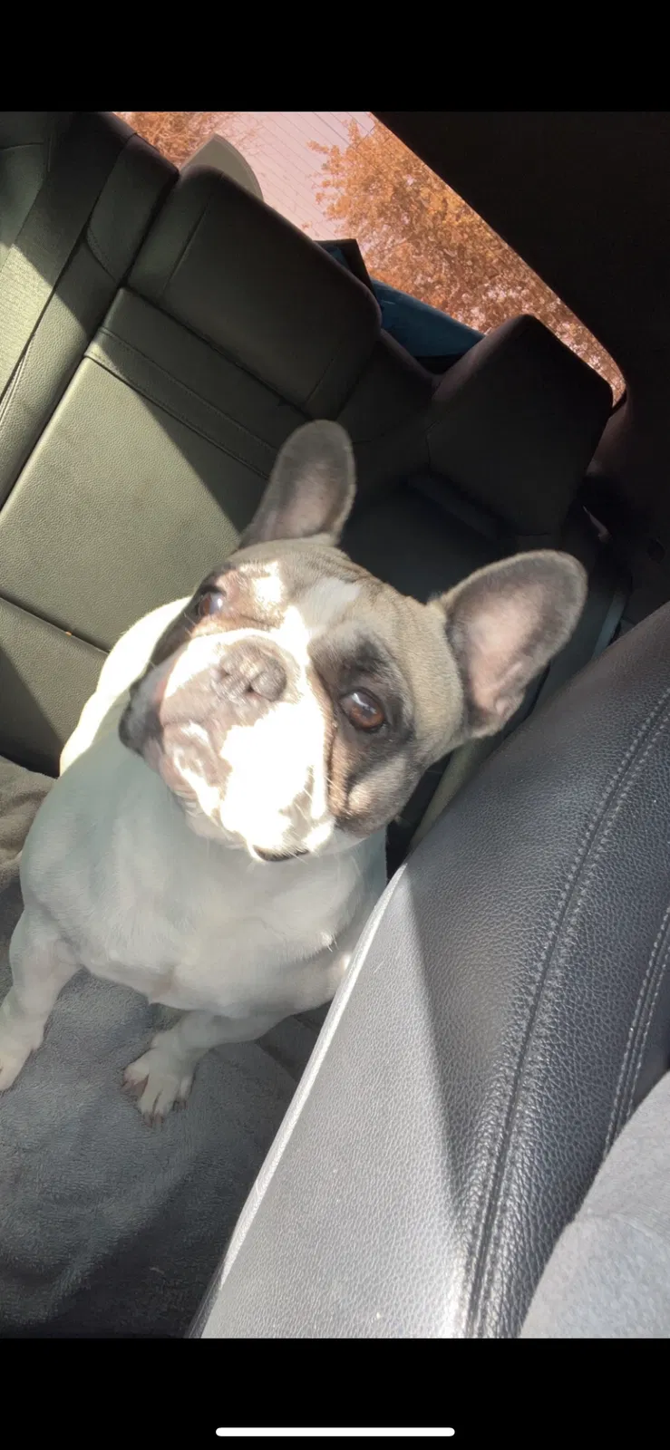 Lost dog in San Antonio, TX, 78222