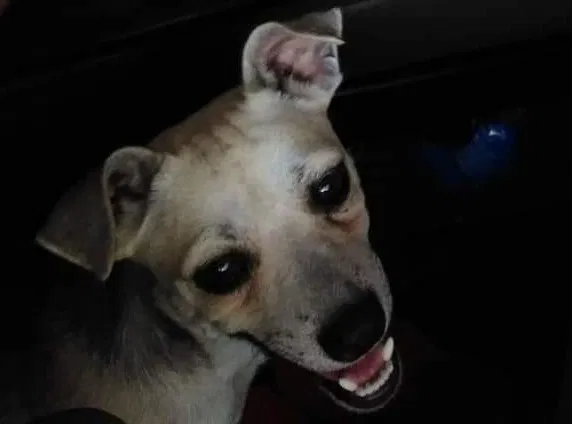 Lost dog in San Antonio, TX, 78223