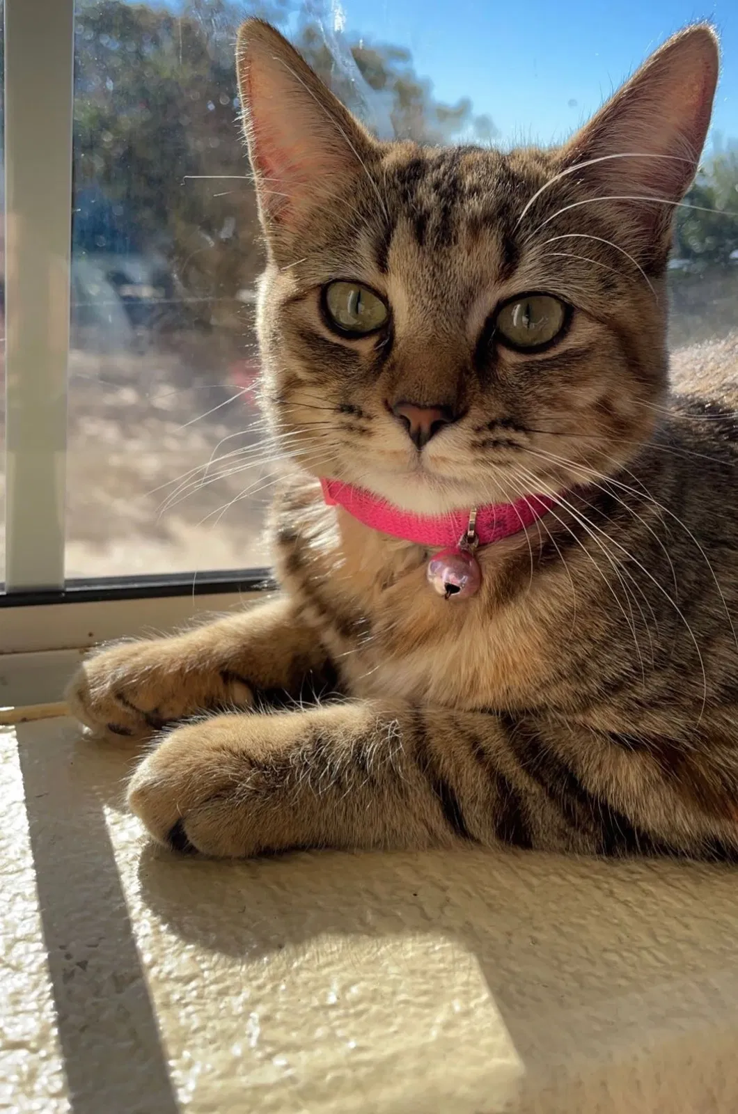 Lost cat in Spring Valley, CA, 91977