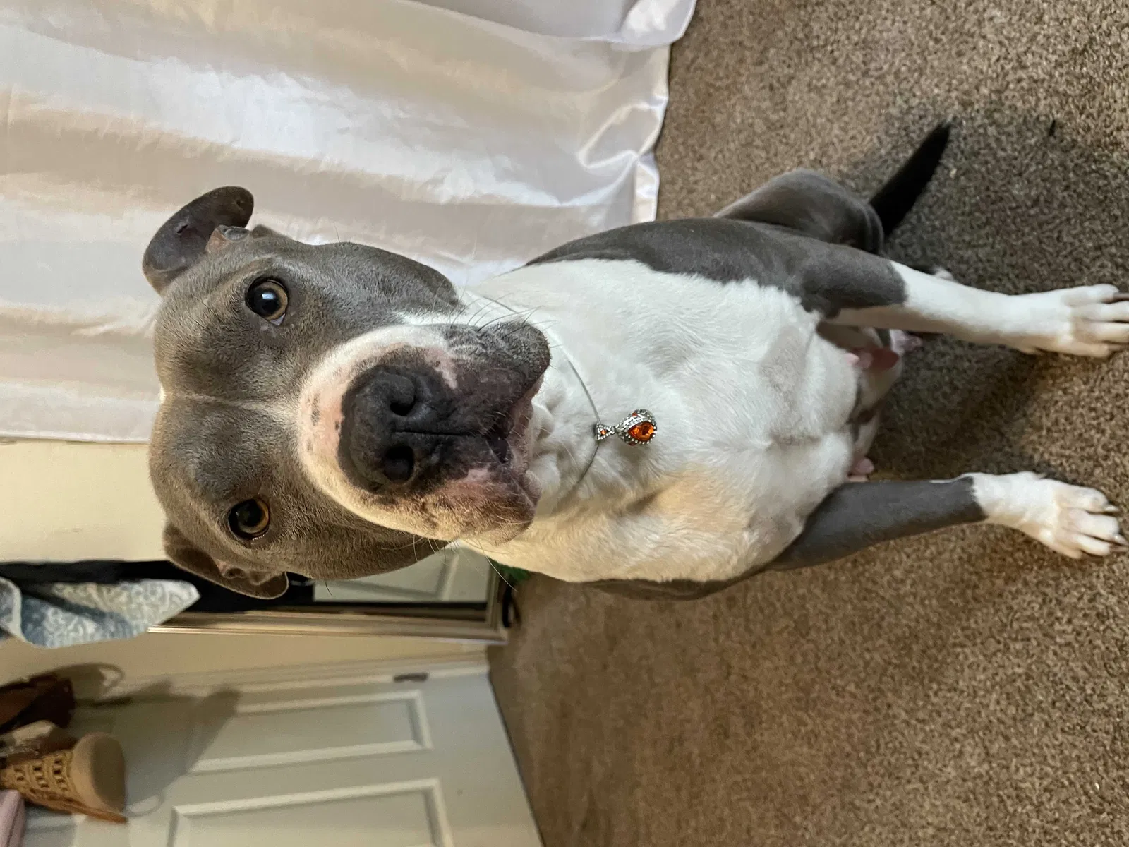 Lost dog in Gresham, OR, 97030