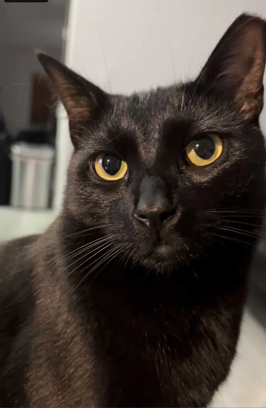 Lost cat in Miami, FL, 33183
