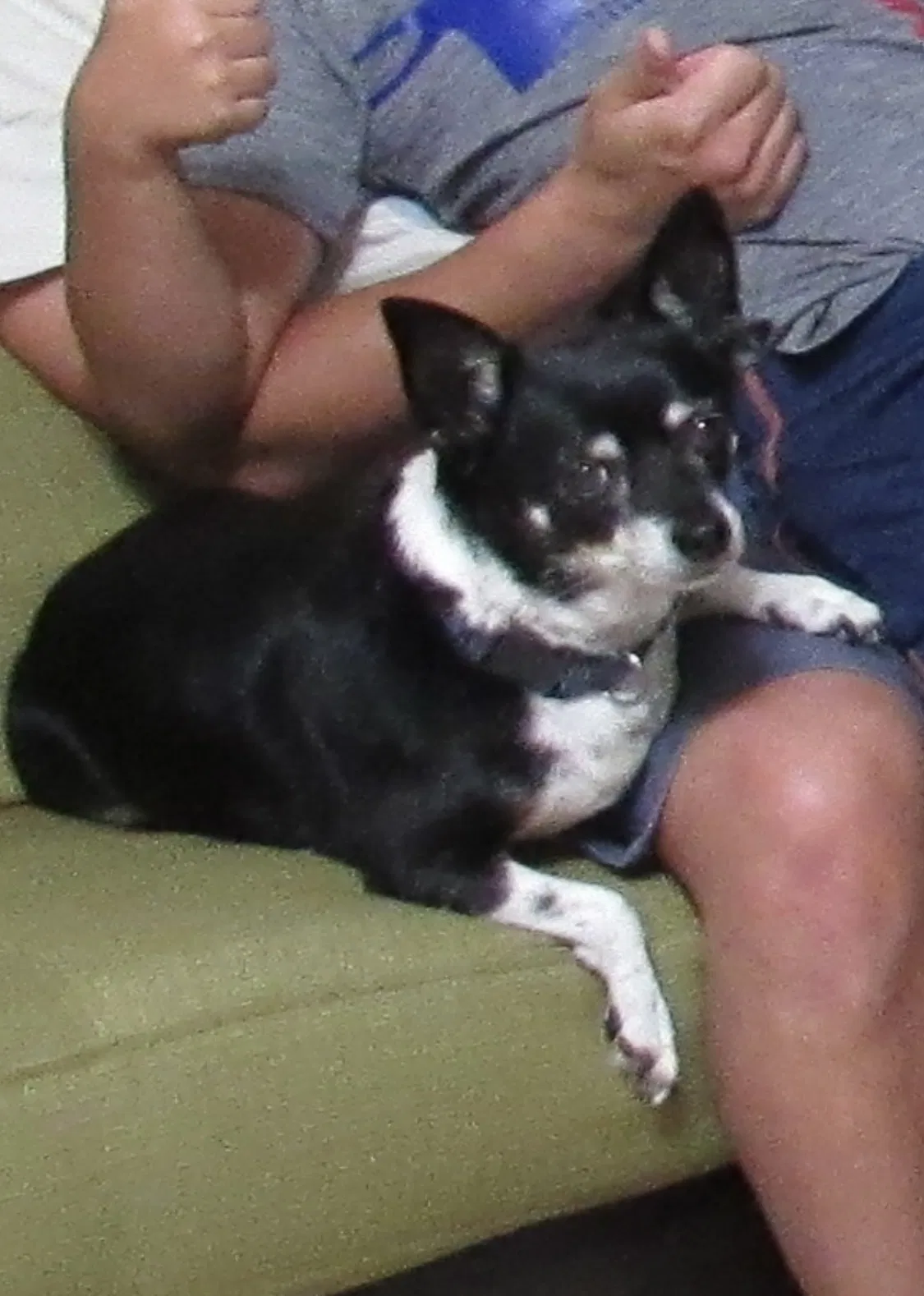 Lost dog in Garden Grove, CA, 92844