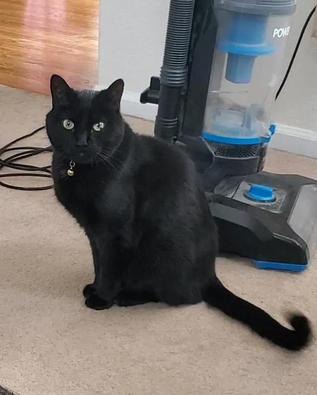 Lost cat in Littleton, CO, 80126