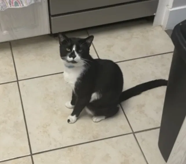 Lost cat in Hollywood, FL, 33026