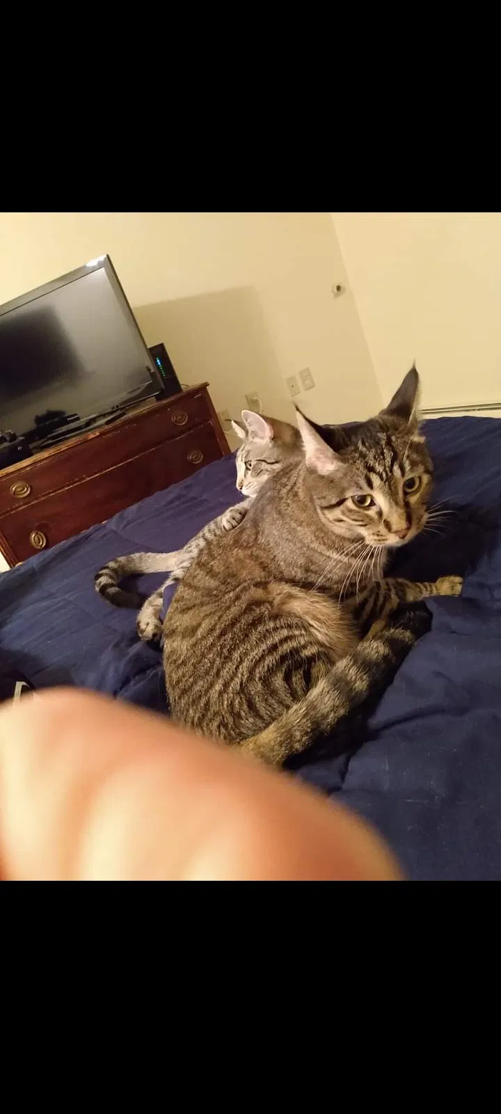 Lost cat in Iowa City, IA, 52246