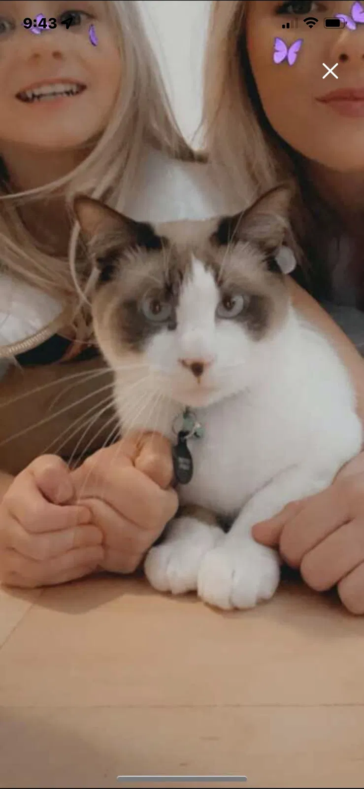 Lost cat in Sarasota, FL, 34241