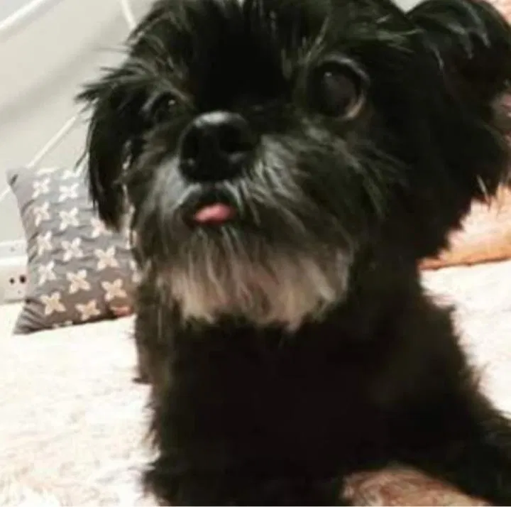Lost dog in Bakersfield, CA, 93304