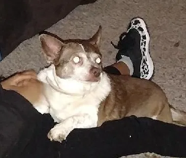 Lost dog in Charlotte, NC, 28208
