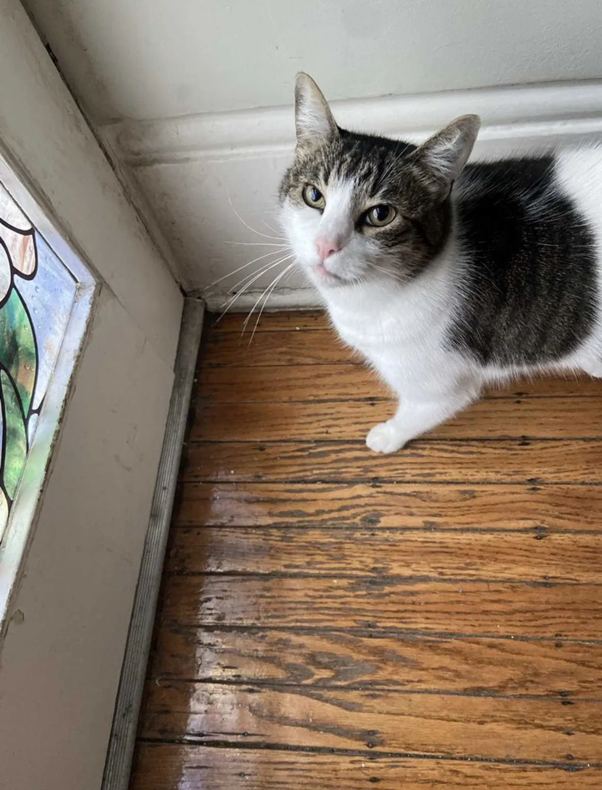 Lost cat in Lacombe, LA, 70445