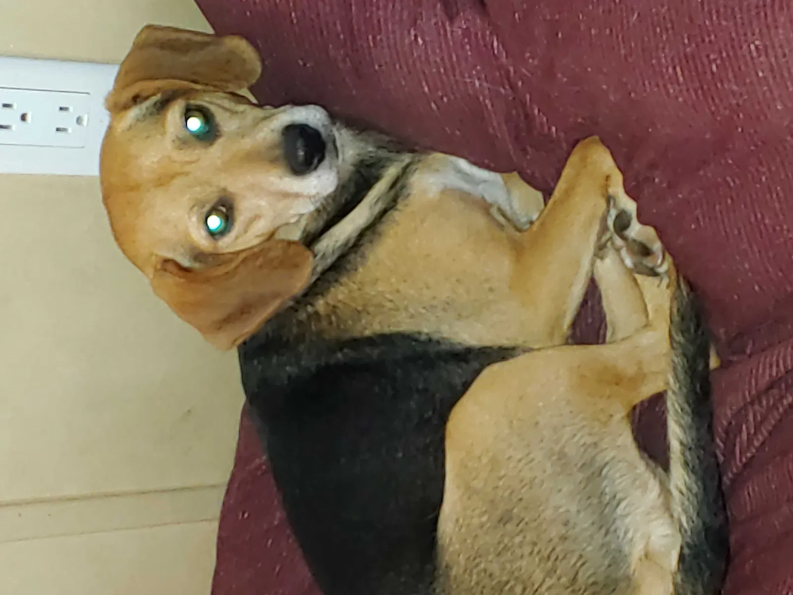 Lost dog in Elizabeth, IN, 47117