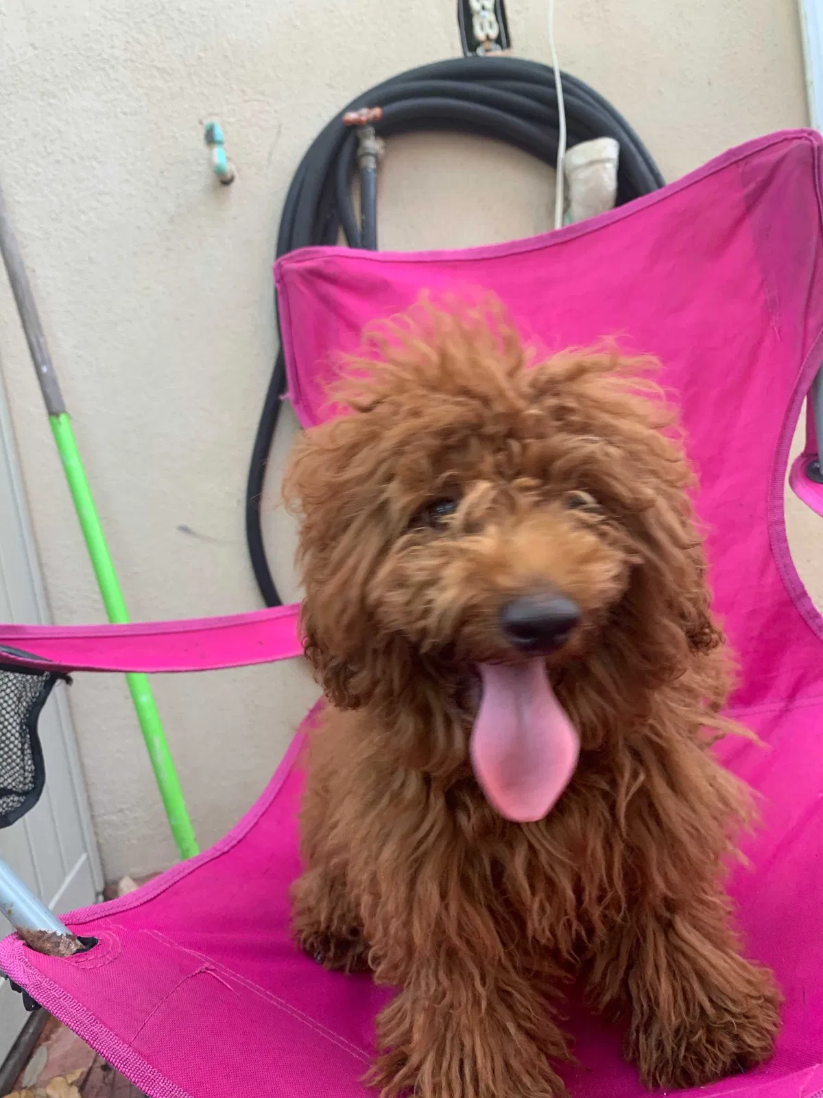 Lost dog in Riverview, FL, 33569