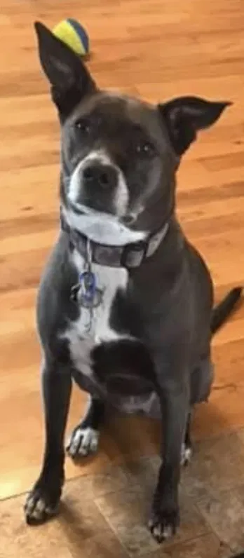 Lost dog in Salem, OR, 97303