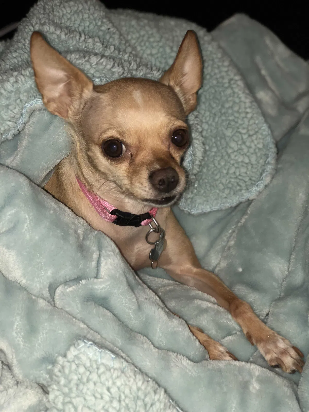 Lost dog in San Antonio, TX, 78207