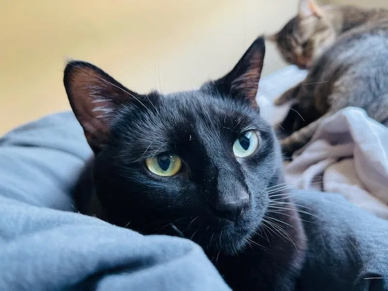 Lost cat in Indianapolis, IN, 46220