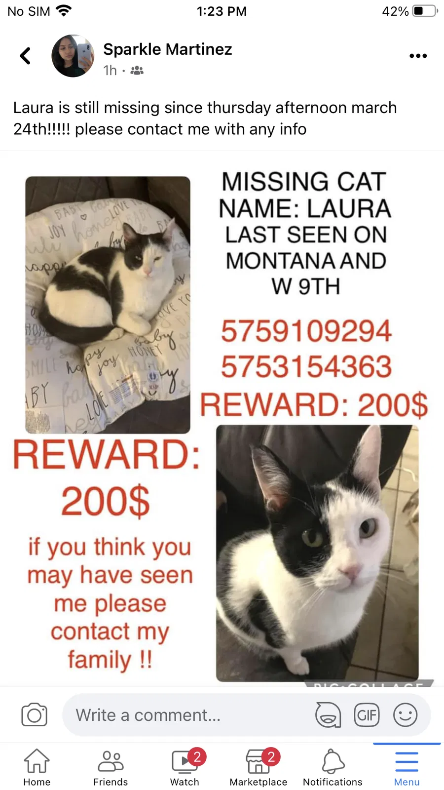 Lost cat in Roswell, NM, 88201