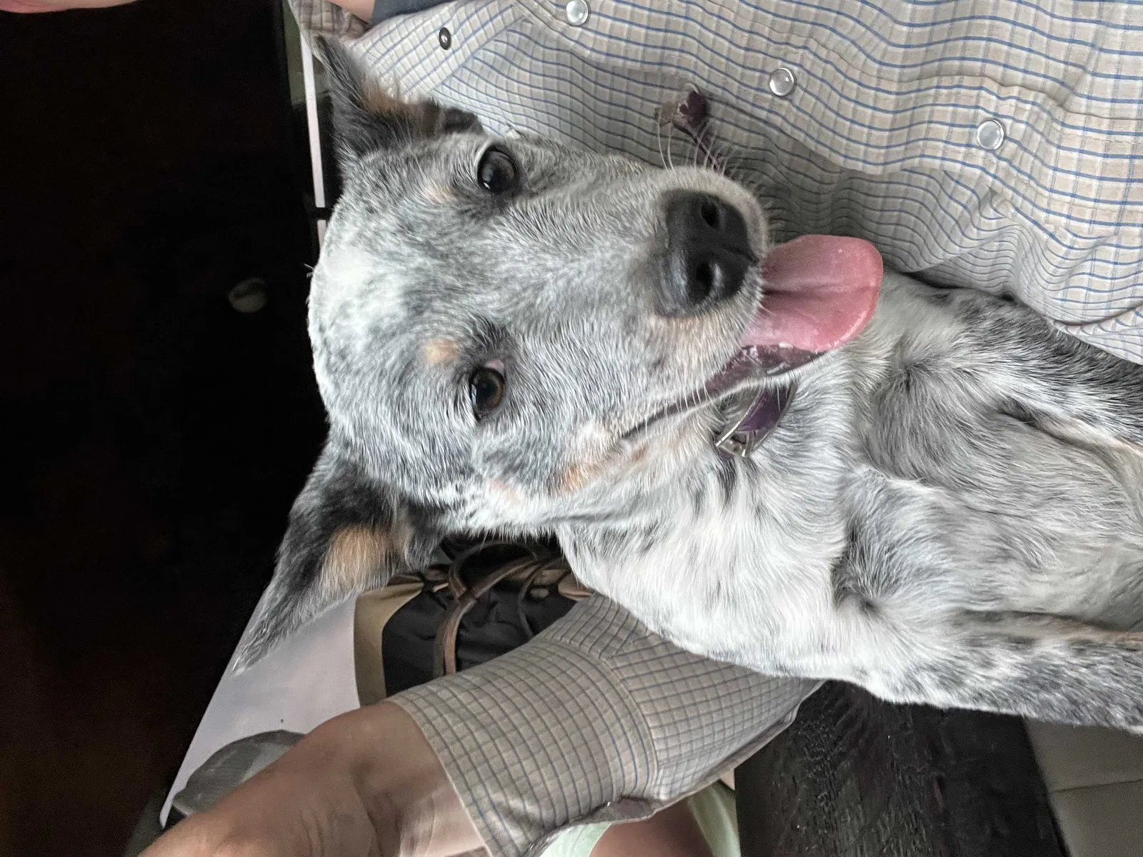 Lost dog in Conroe, TX, 77303