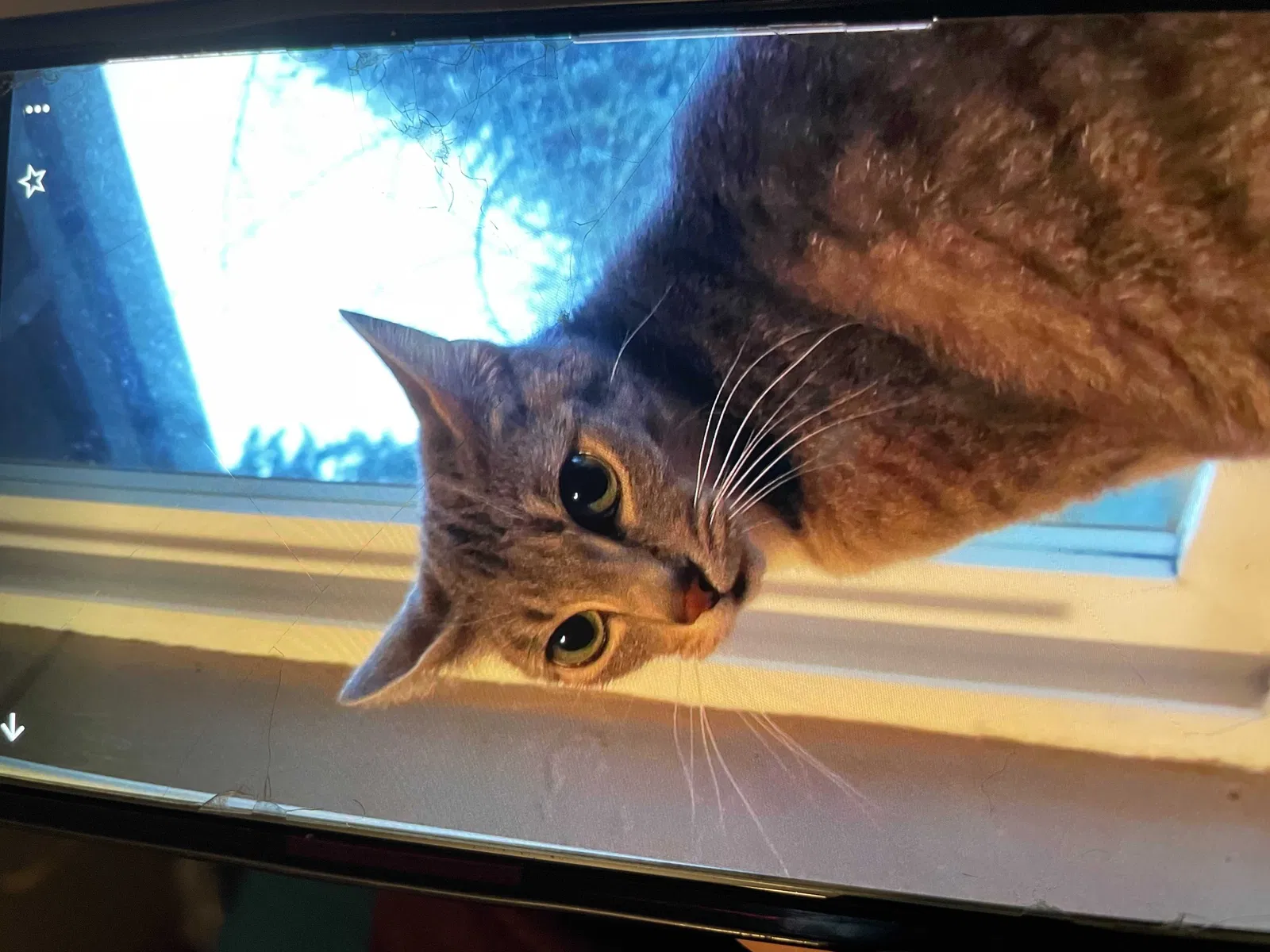 Lost cat in Olympia, WA, 98513
