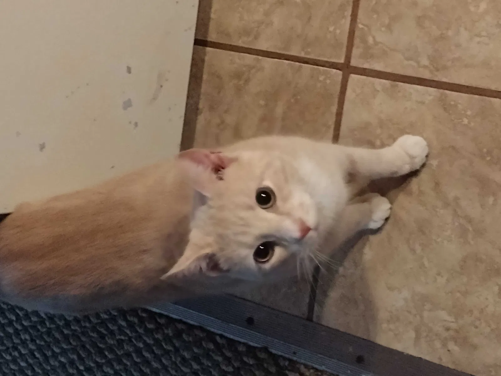 Lost cat in Mohnton, PA, 19540