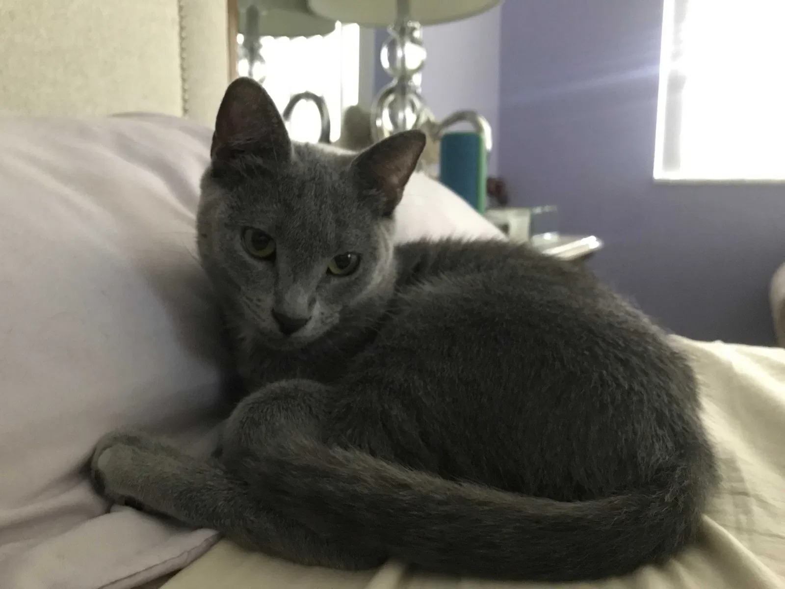 Lost cat in Fort Lauderdale, FL, 33321