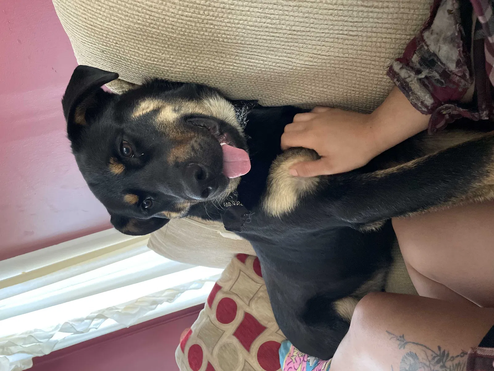 Lost dog in North, SC, 29112