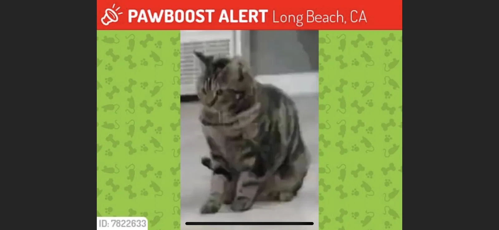 Lost cat in Long Beach, CA, 90805