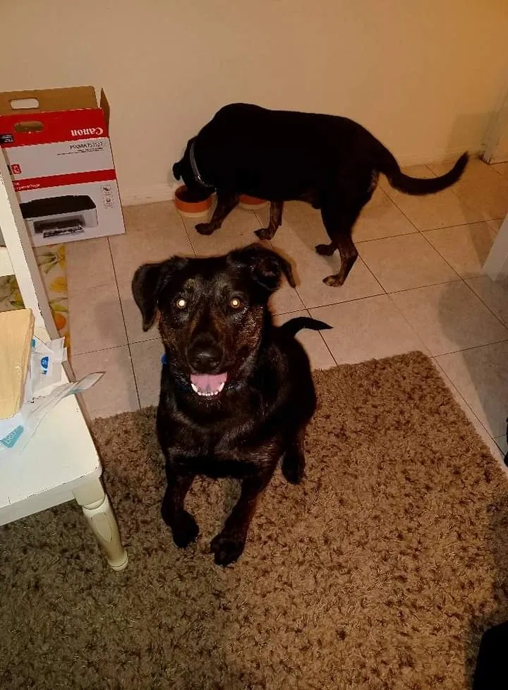 Lost dog in Bakersfield, CA, 93309