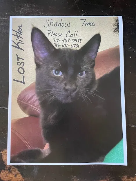 Lost cat in Colorado Springs, CO, 80908