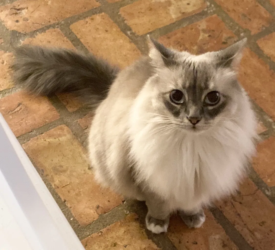 Lost cat in Lafayette, LA, 70508