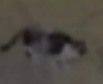 Lost cat in Norfolk, VA, 23502