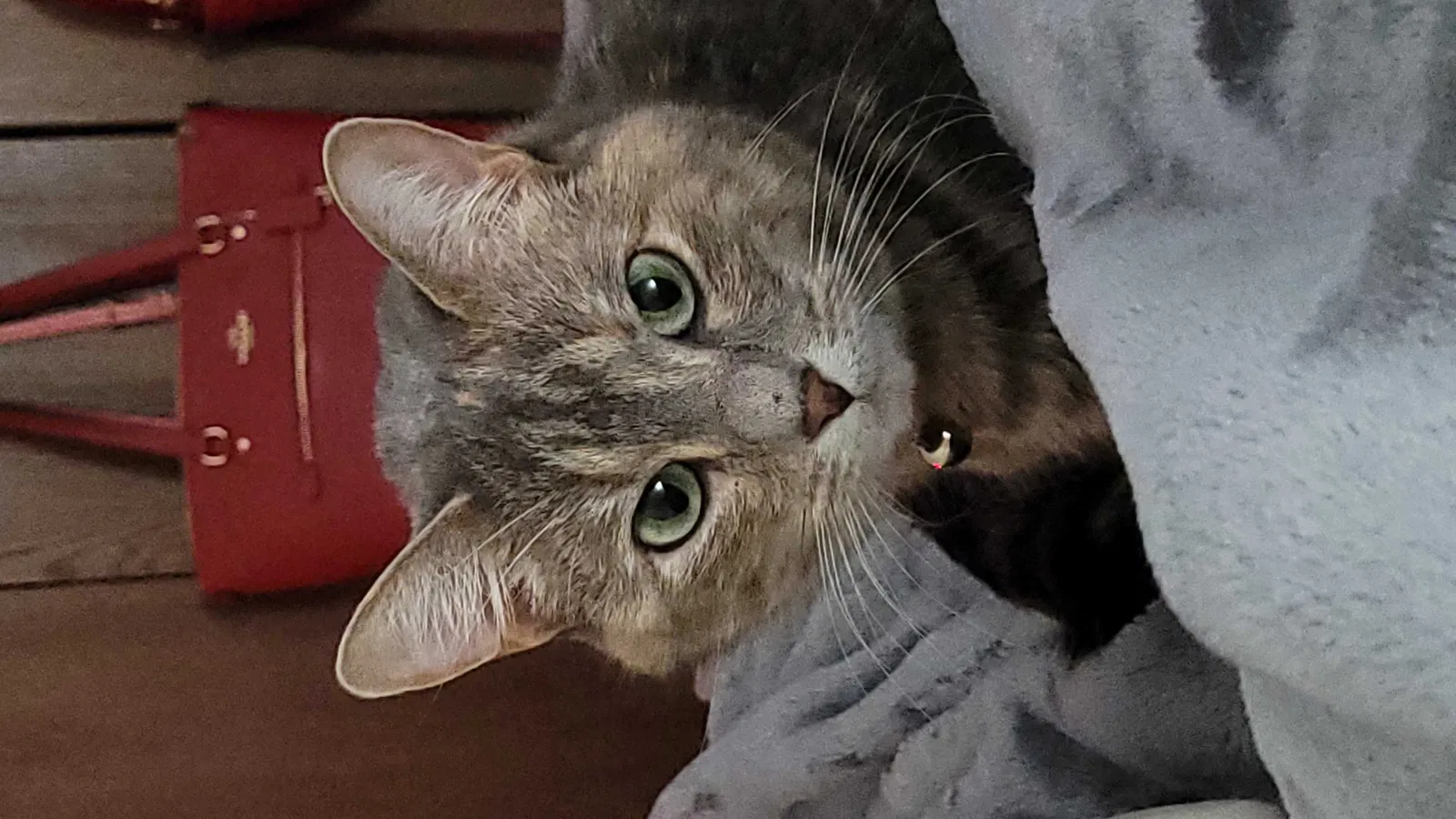 Lost cat in Stillwater, MN, 55082