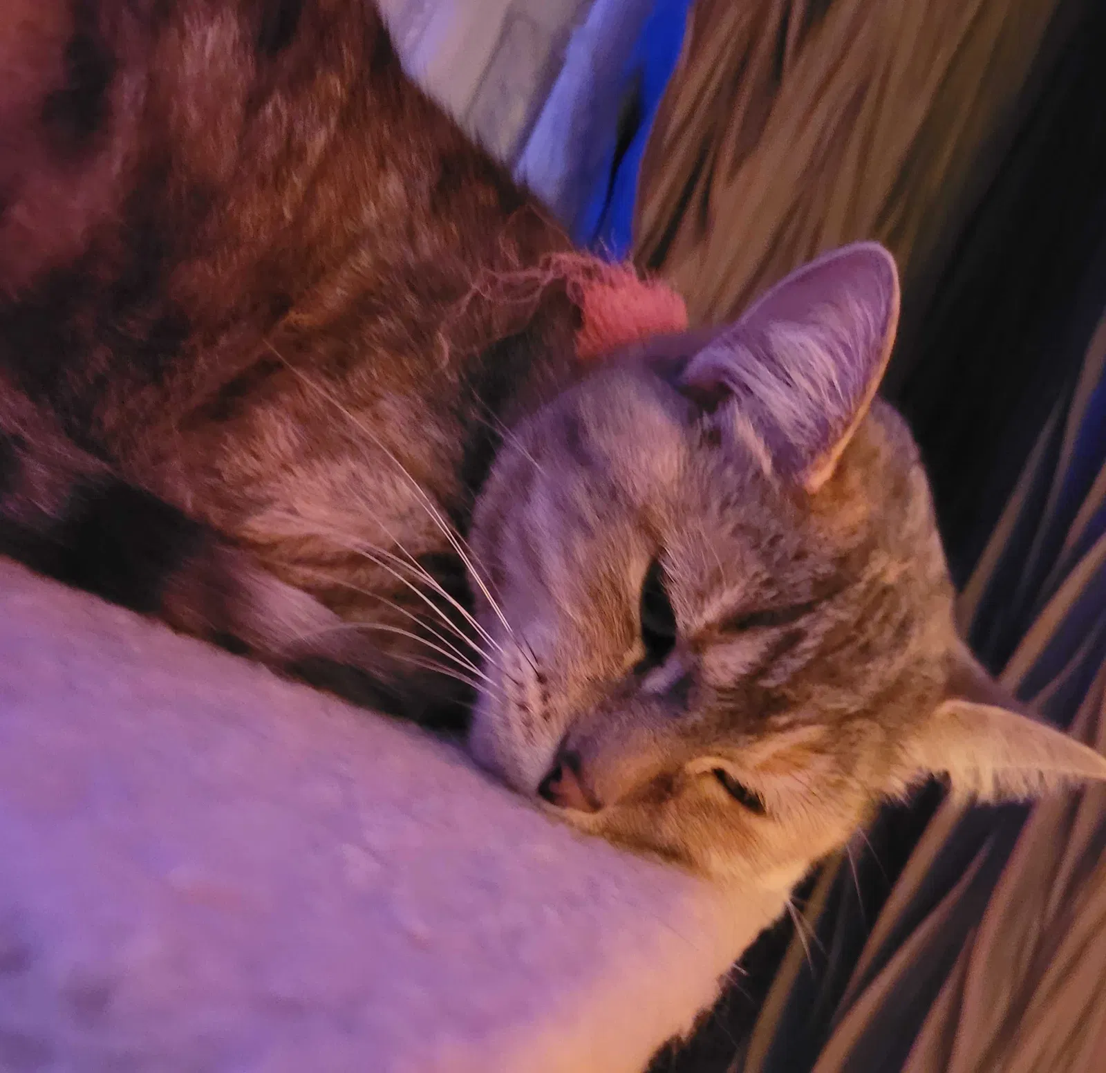 Lost cat in Stillwater, MN, 55082