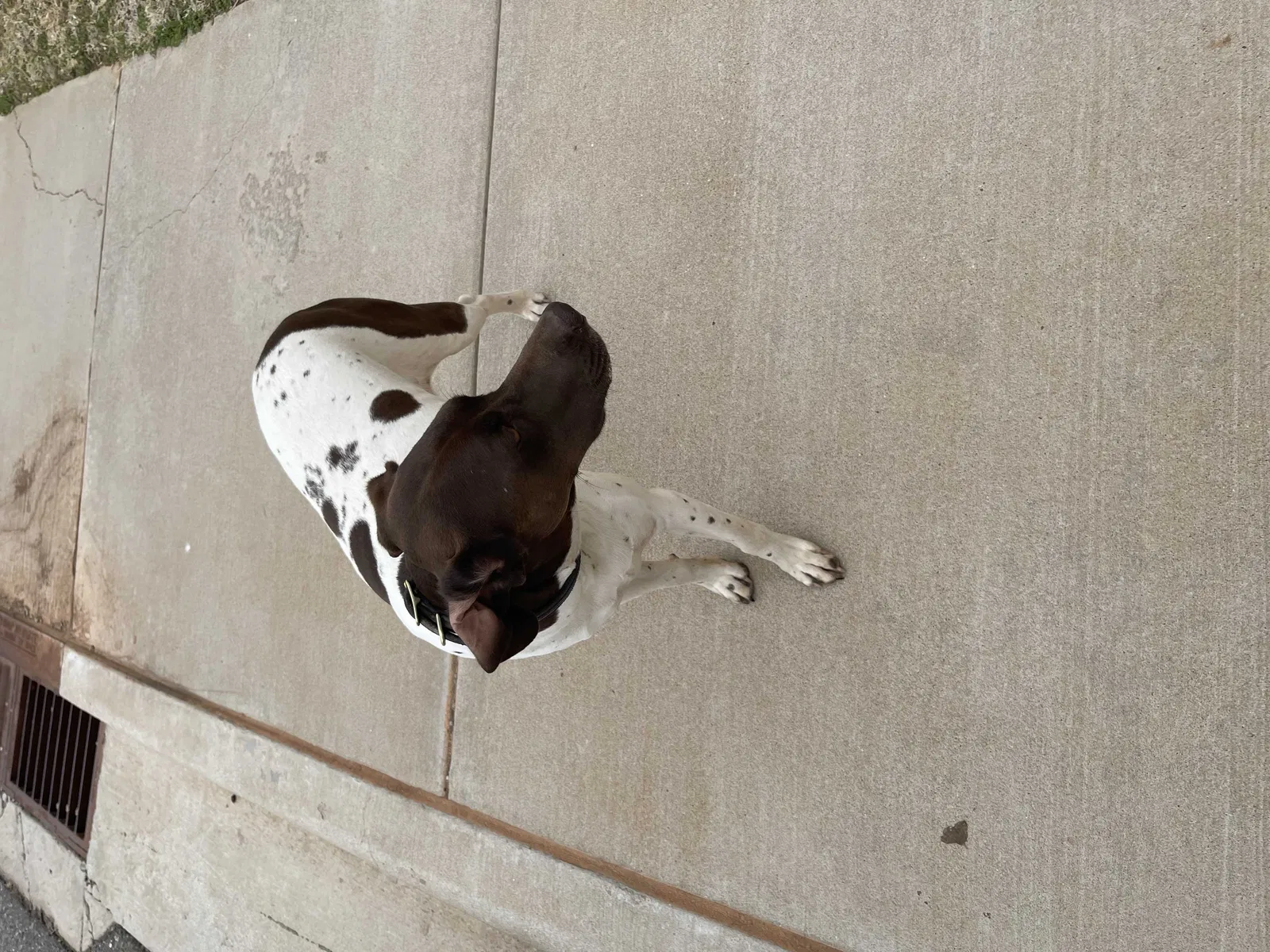 Found dog in Edmond, OK, 73025