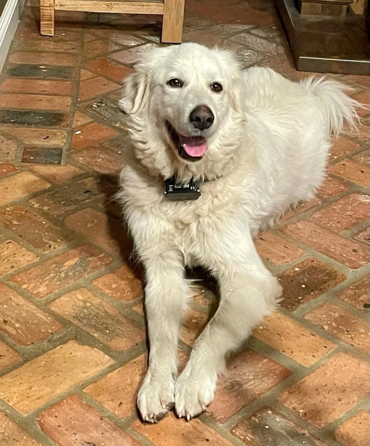 Lost dog in Saraland, AL, 36571