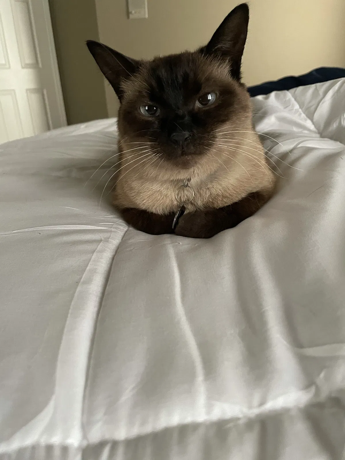 Lost cat in Dana Point, CA, 92629
