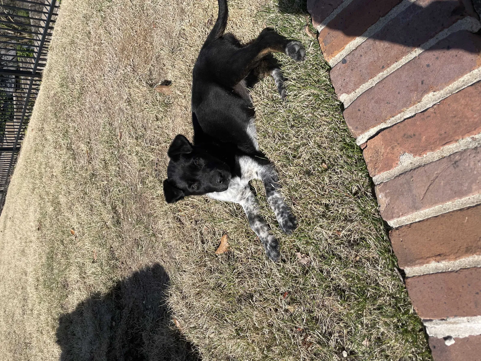 Found dog in Little Rock, AR, 72207
