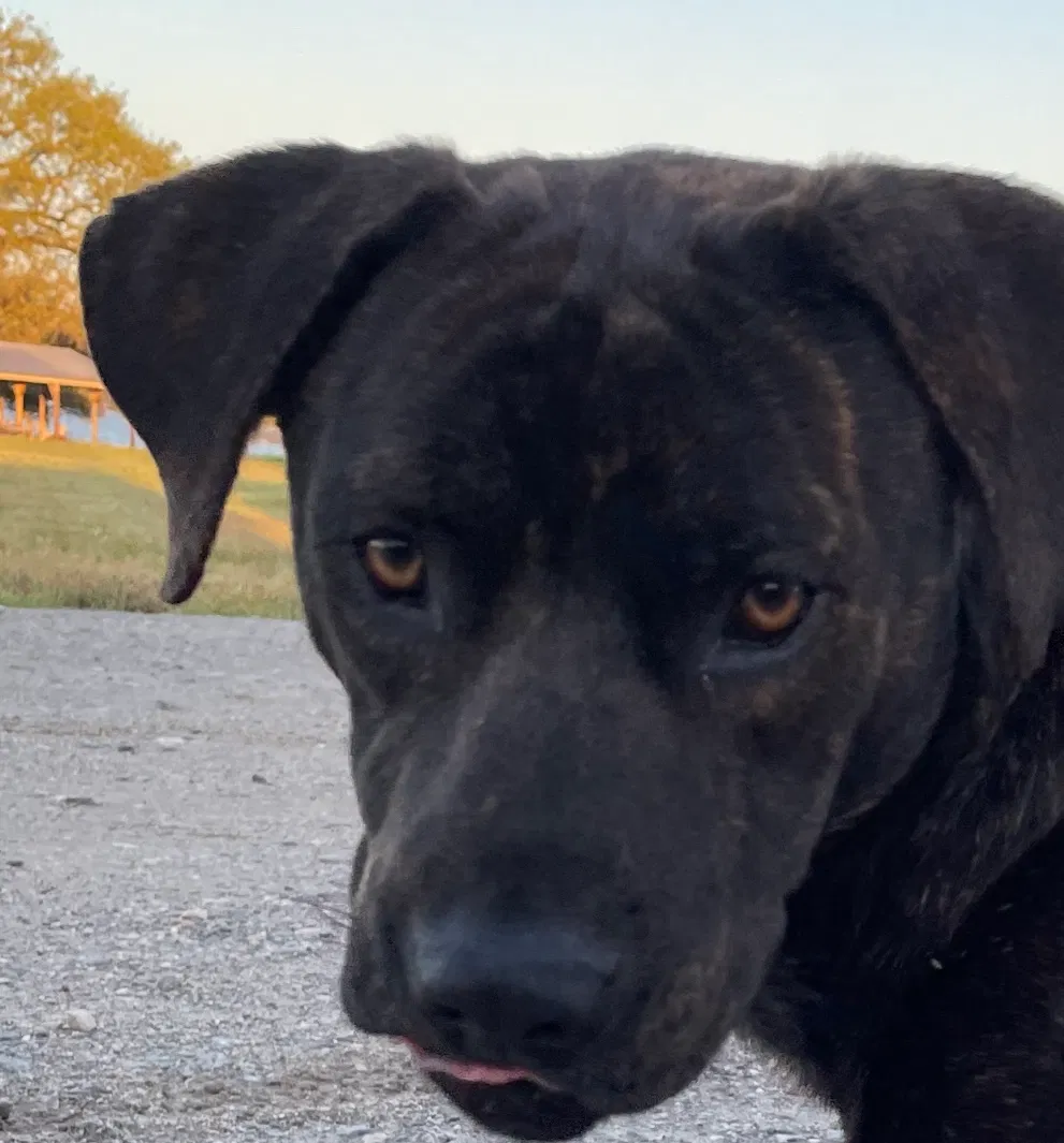Found dog in Livingston, TX, 77351