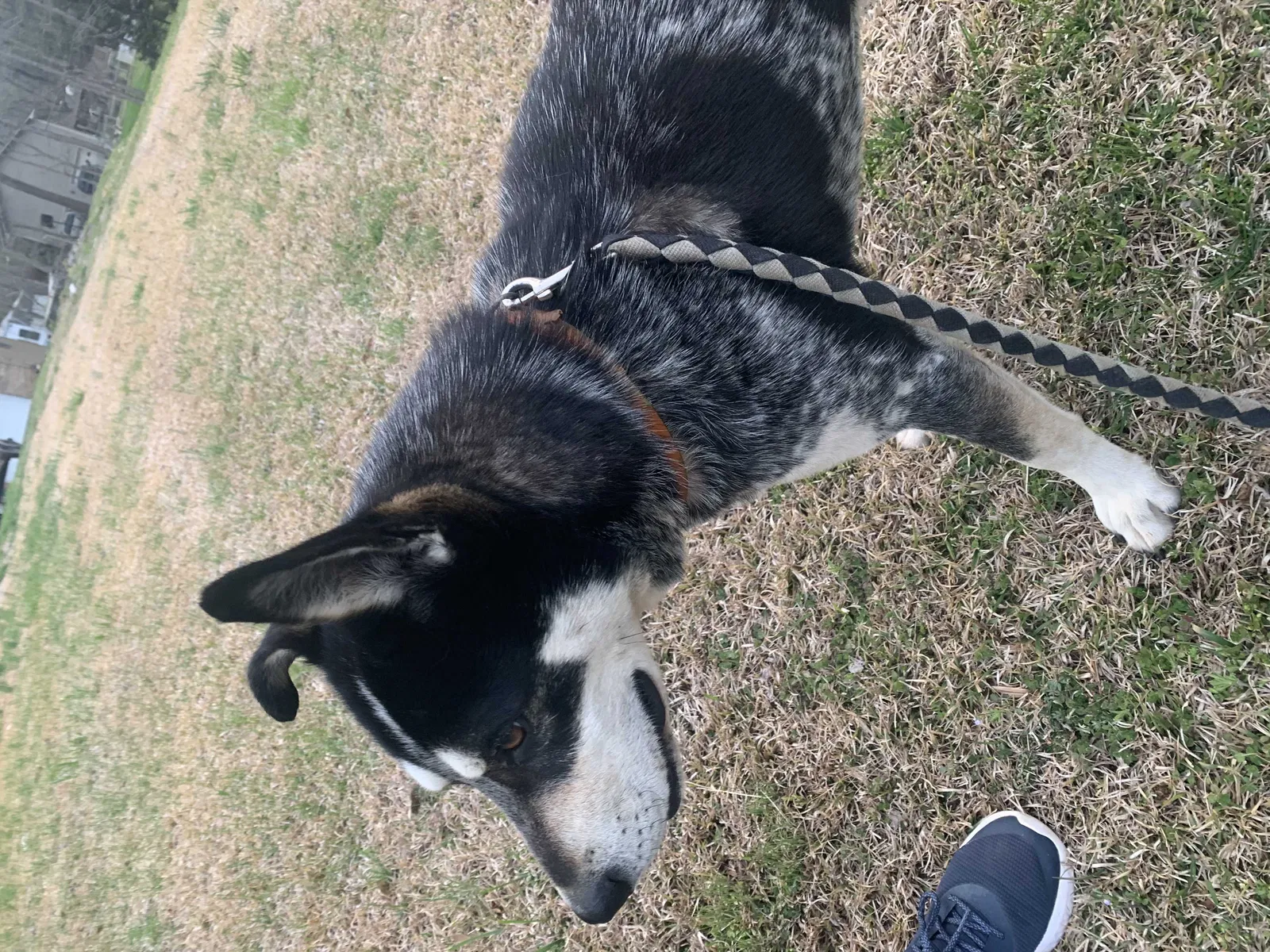 Found dog in Cohutta, GA, 30710