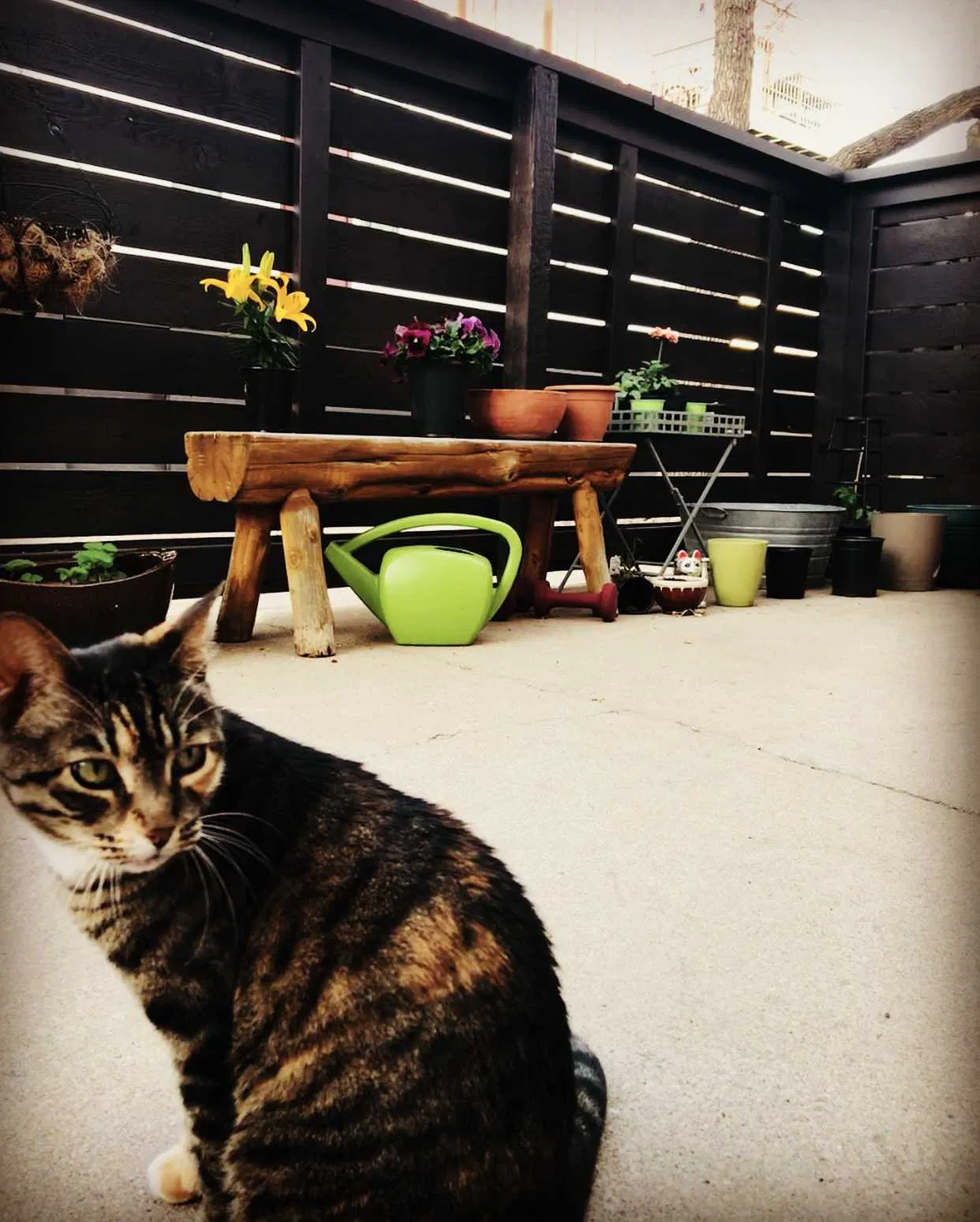 Lost cat in Arvada, CO, 80003