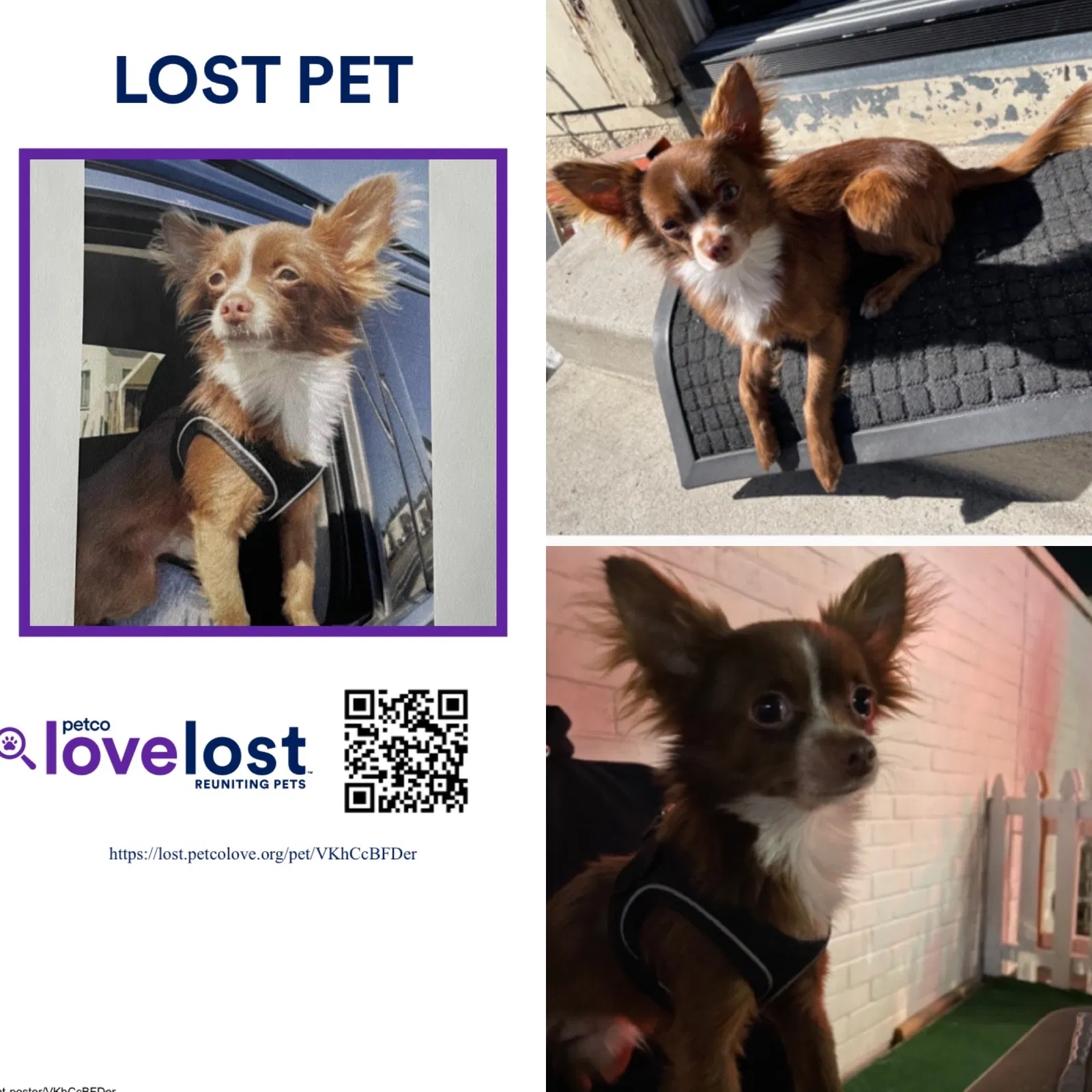 Lost dog in Panorama City, CA, 91402