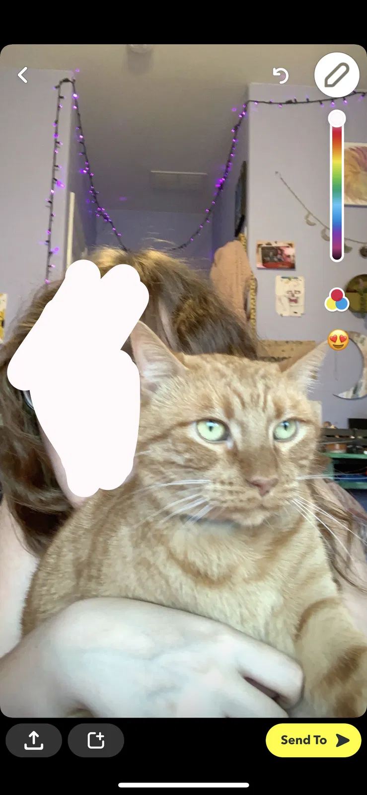 Lost cat in Little Elm, TX, 75068