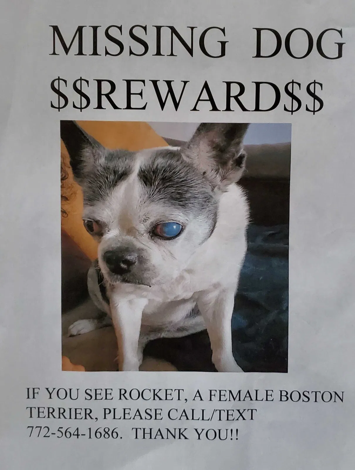 Lost dog in Fort Pierce, FL, 34982