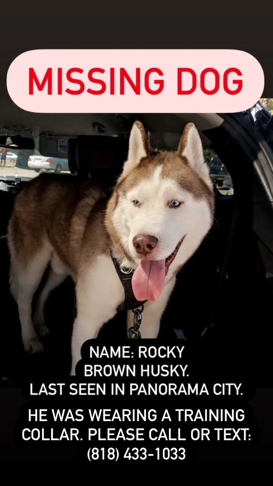 Lost dog in Panorama City, CA, 91402