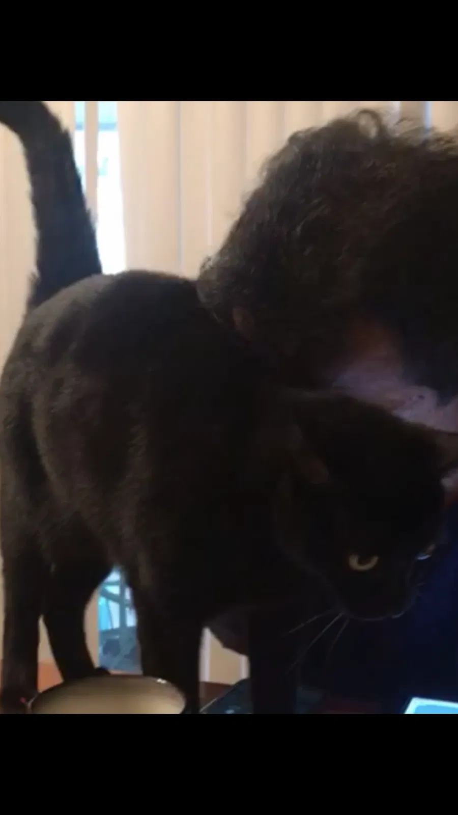Lost cat in Dania, FL, 33004