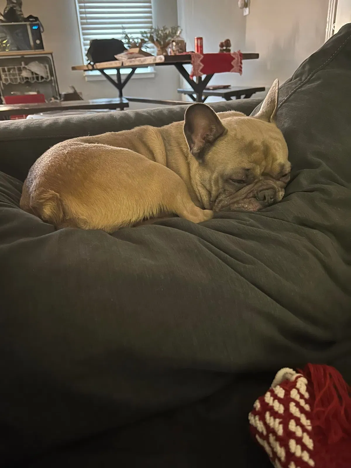 Lost dog in Greenbrier, TN, 37073